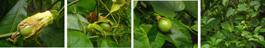 Images of Passion Fruit fruiting