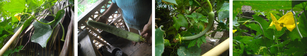 Images of edible luffa