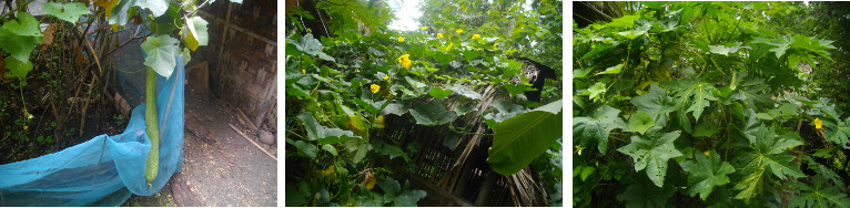 Images of large patola growing in tropical garden