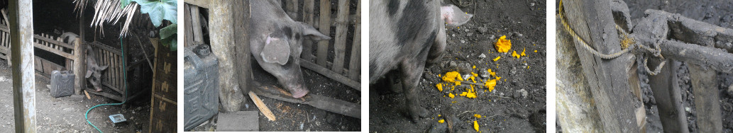Images of Pig being prevented from
        eating pen doorway