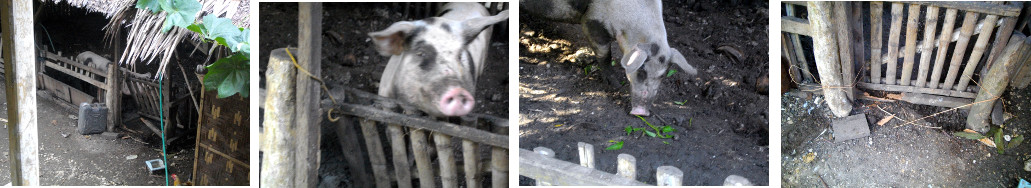 Images of a pig pen repaired after escape attempt
