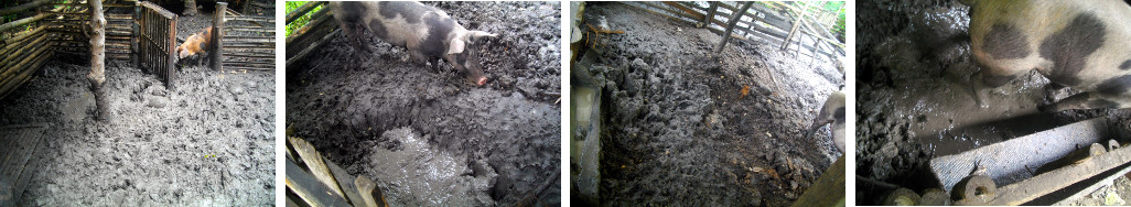 Images of muddy pig pens in tropical
        backyard