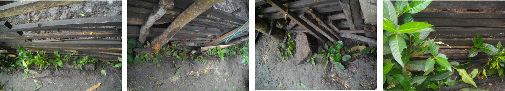 Images of hedge around pig pen in tropical backyard