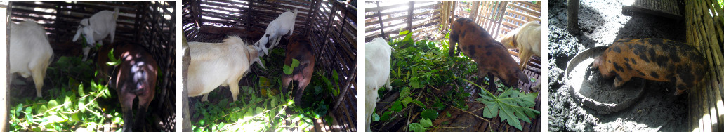 Images of piglets and goats in
        tropical backyard