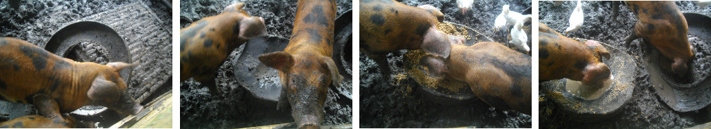 Images of tropical backyard piglets
        feeding