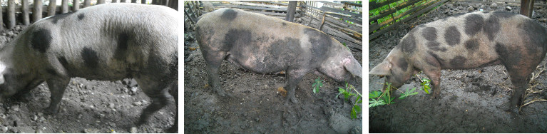 Images of pigs in tropical backyard pens