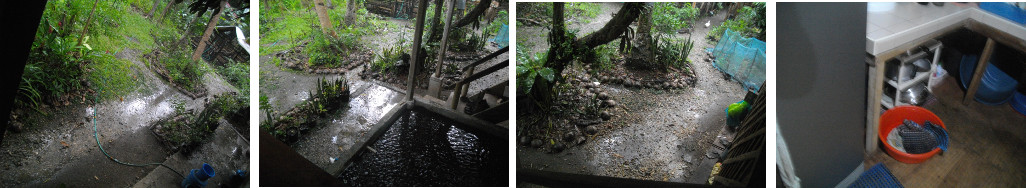 Images of Rain in tropical garden