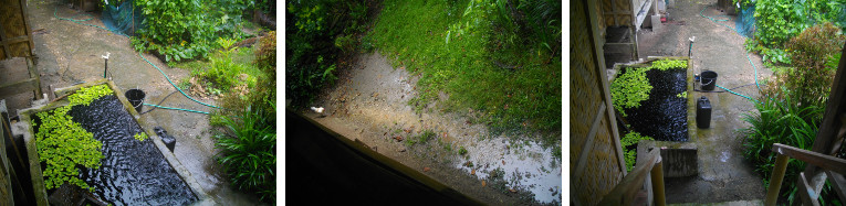 Images of rain in tropical garden