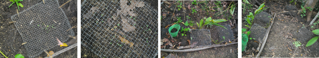 Images of recently sowed seeds
        sprouting in tropical garden