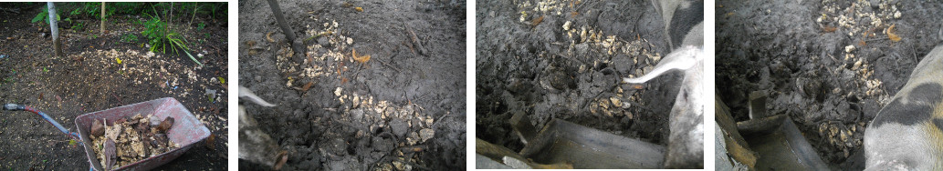 Images of stones being used to fill up holes dug by pigs
        in tropical backyard pen