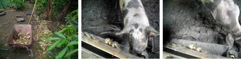 Images of attempt to fill muddy hole in tropica
        lbackyard pig pen