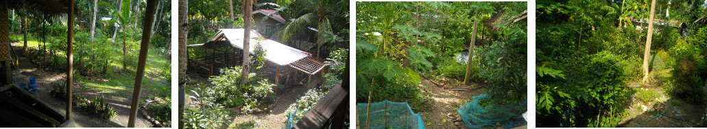 Images of tropical backyard in the sun