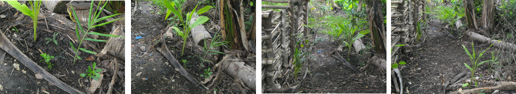 Images of recently tidied up patches in tropical
        backyard garden