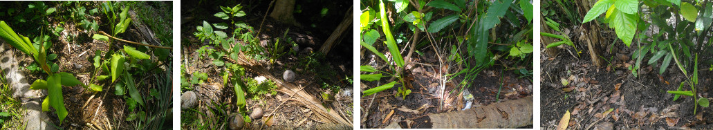 Images of Turmeric growing in tropical
        backyard garden