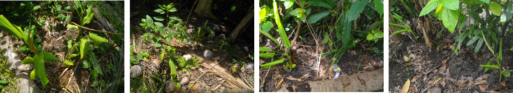 Images of Turmeric growing in tropical
        backyard garden