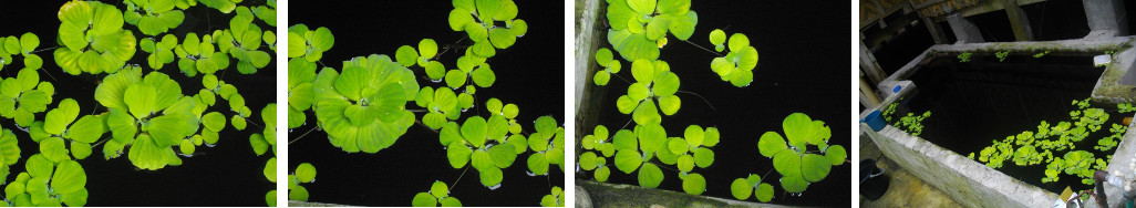 Images of Waterlilies growing in tropical backyard
        garden