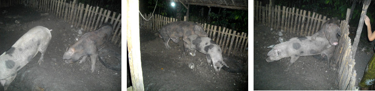 Images of excited boar with newly impregnated gilt