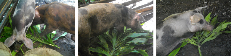 Images of tropical backyard pigs
        snacking on a Fortune Plant