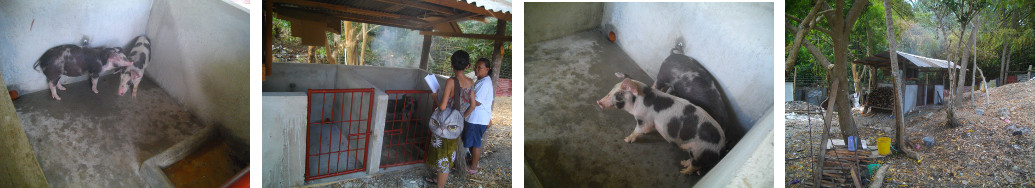 Images of two unhappy piglets in a
        small concrete pig pen