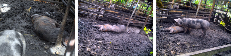 Images of sick boar in tropical
        backyard