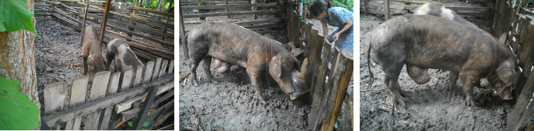 Images of sick boar in tropical backyard