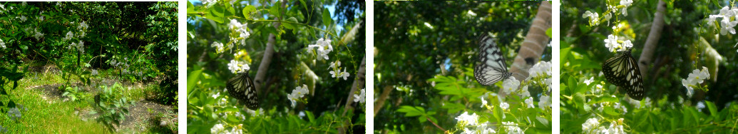 Images of butterflies in tropical garden