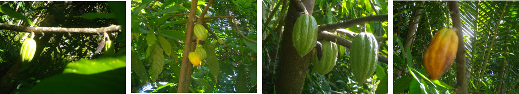 Images of pods growing on a chocolate tree