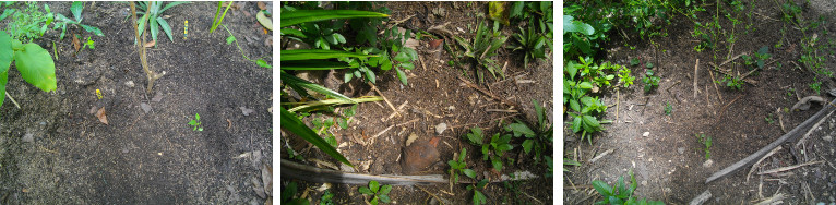 Images of garden dug up by chickens
