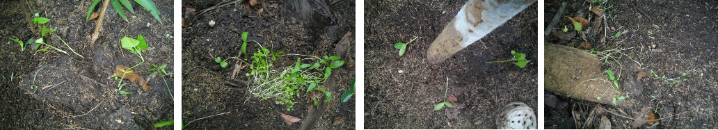 Images of seedlings damaged by
        chickens