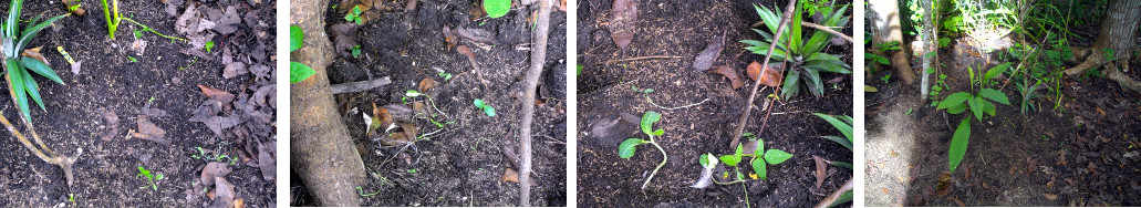 (Images of seedlings in tropical backyard recovering
        after being attacked by chickens
