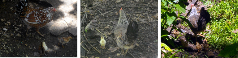 Images of hens with chicks in tropical backyard