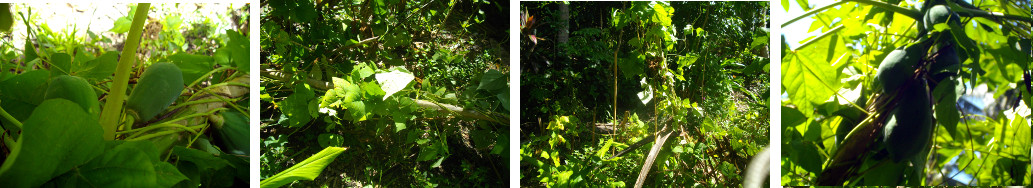 Images of fallen Papaya Tree supported