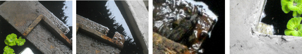 Images of frog in tropical backyard pool