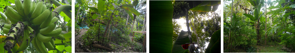 Images of Banana fruiting in tropical backyard garden