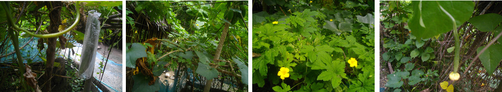 Images of Bittergourd fruiting and
        flowering in a tropical backyard garden