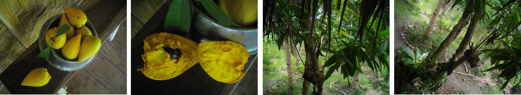 Images of Chesa tree and fruit