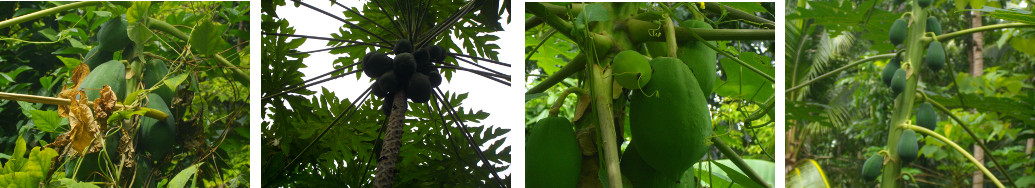 Images of papaya fruiting in tropical backyard garden
