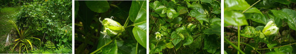 Images of Passion Fruit flowering in tropical backyard
        garden