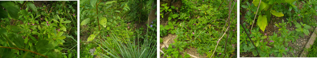 Images of Talinum flowering in tropical backyard garden