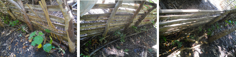 Images of immature hedge olanted outside tropical
        backyard goat pen