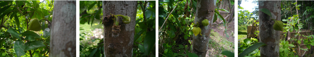 Images of flowers on a guyabana tree