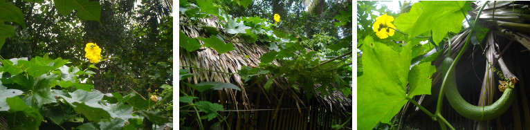 Images of edible Luffa growing in a tropical backyard