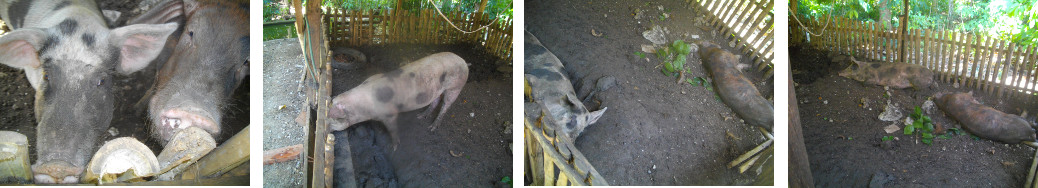 Images of tropical backyard Pigs the
        morning after AI