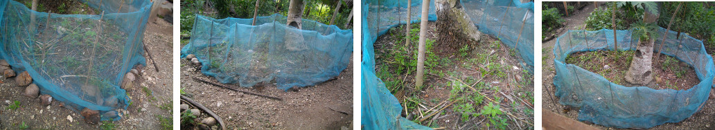 Images of anti-chicken nylon netting in tropical
        backyard