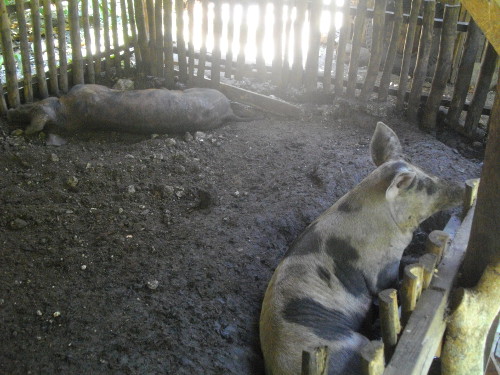 Image of tropical backyard boar and
        gilt