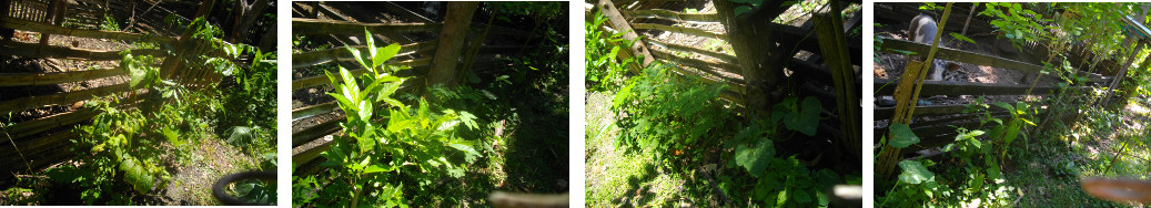Images of semi-mature hedge along tropical backyard pig
        pen