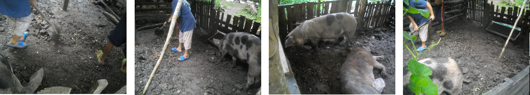 Images of tropical backyard pig pen floor being evened
        out