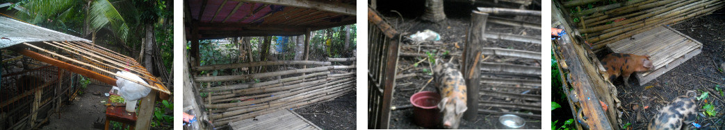 Images of tropical backyard pen with piglets