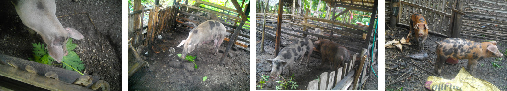 Images of tropical backyard pigs