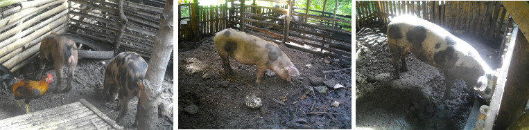 Images of healthy tropical backyard pigs